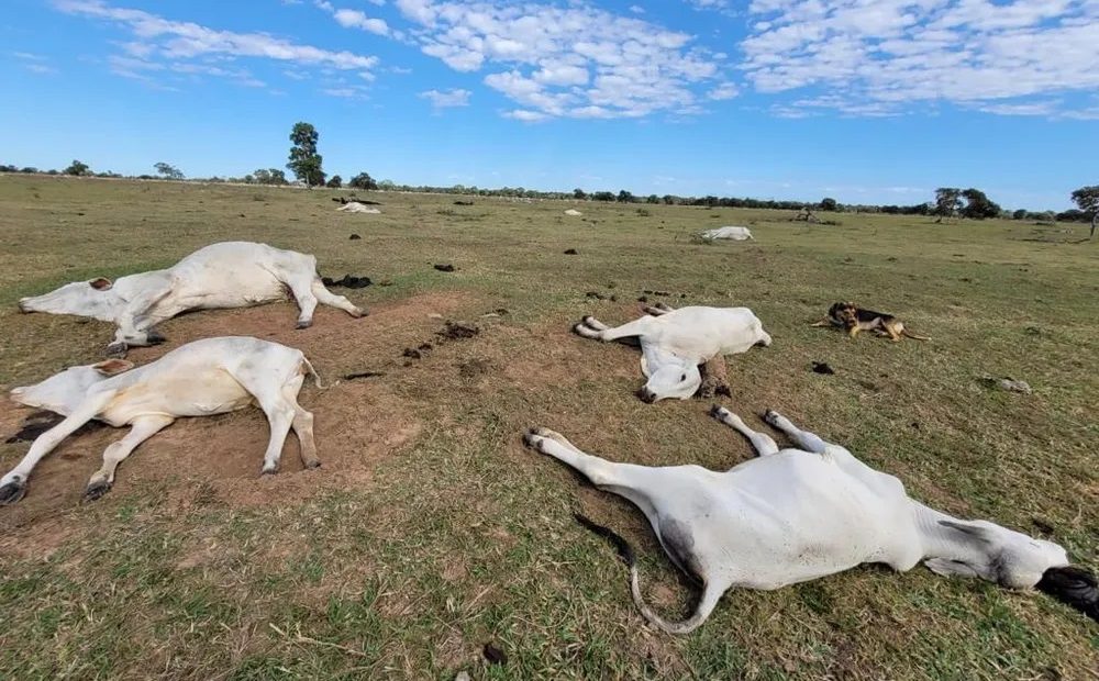 Mais De Mil Cabeças De Gado Morrem De Frio Em Mato Grosso Do Sul Rádio Catarinense Fm Joaçaba 9601